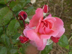 FLORA COLONIA (floribunda)